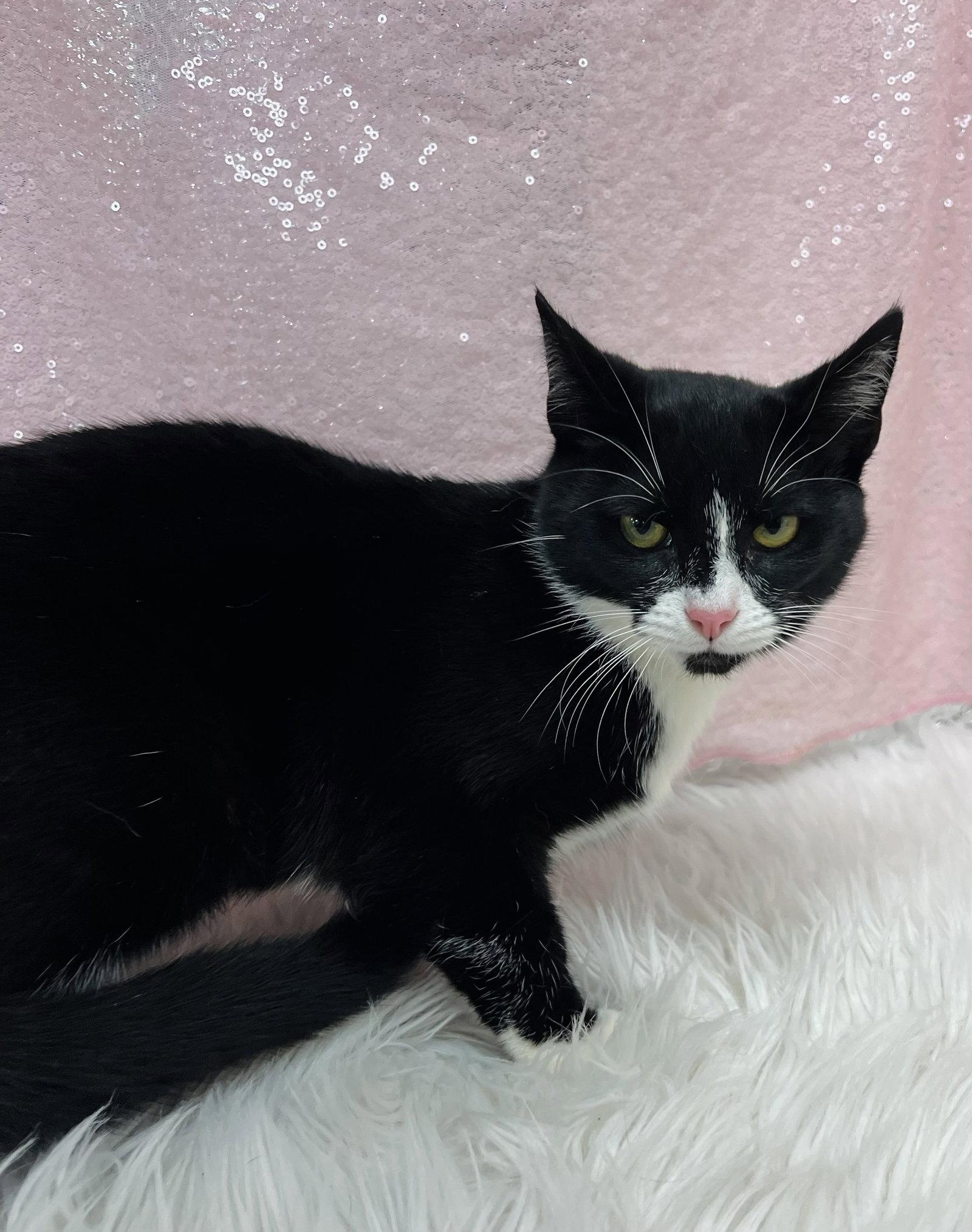 Bhoomi (Bio ✅) (Pre-Adoption), Adoptable, Young Female Domestic Short Hair.