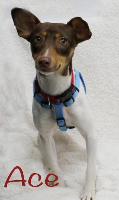 Ace, Adopted, Senior Male Basenji & Miniature Pinscher.
