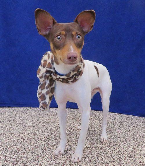 Enlarge Ace, a Adopted mixed breed in West Bloomfield, MI image 2/4