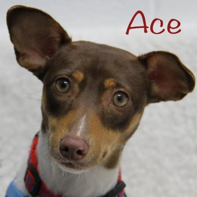 Enlarge Ace, a Adopted mixed breed in West Bloomfield, MI image 3/4