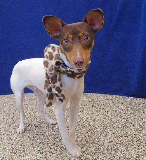 Enlarge Ace, a Adopted mixed breed in West Bloomfield, MI image 4/4