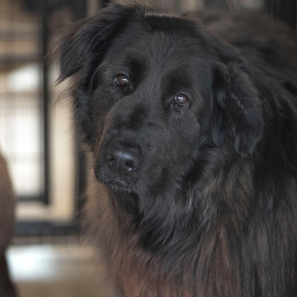 Enlarge Apollo (AP26-126), a Adoptable mixed breed in Peyton, CO image 1/6
