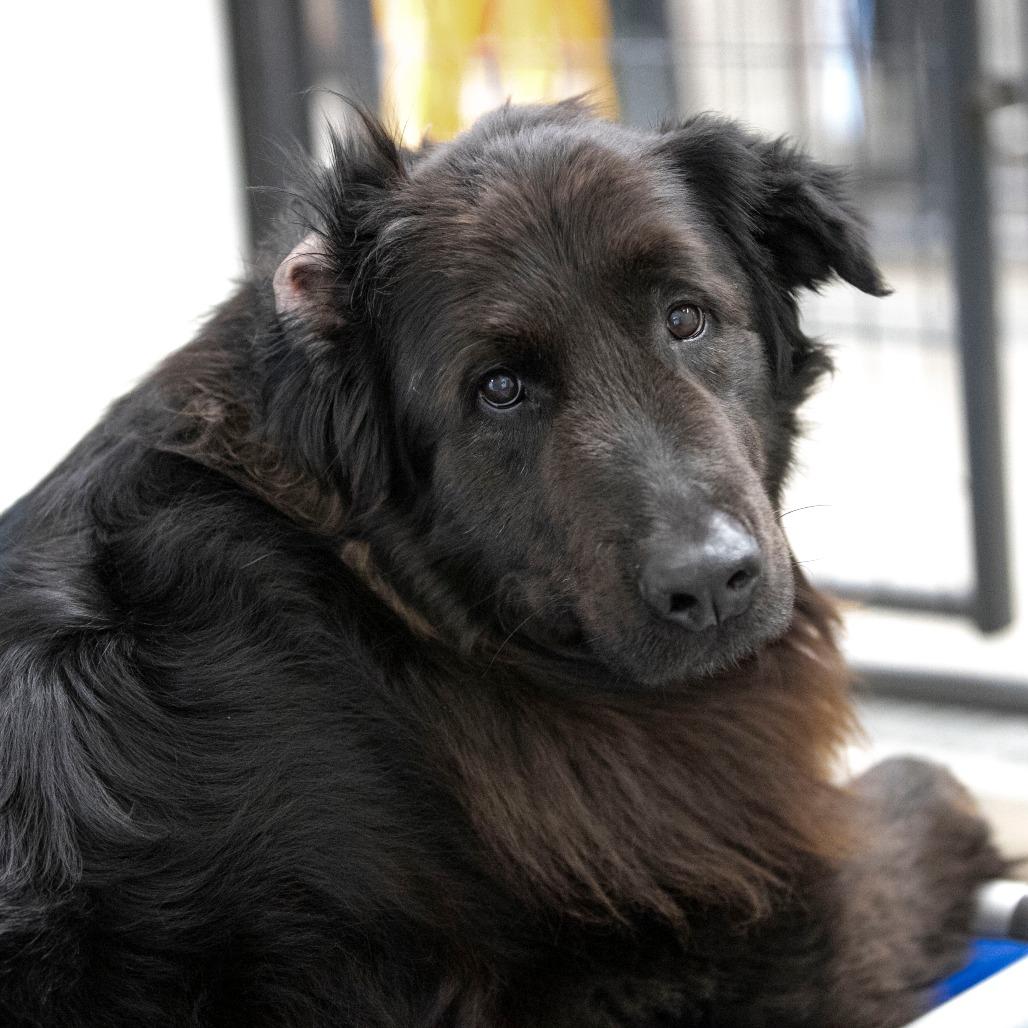 Enlarge Apollo (AP26-126), a Adoptable mixed breed in Peyton, CO image 2/6