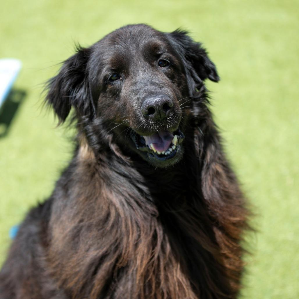 Apollo (AP26-126), Adoptable, Senior Male Newfoundland Dog & Mixed Breed.