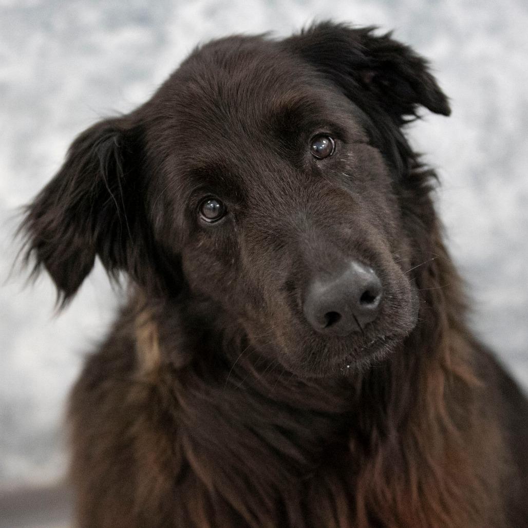 Enlarge Apollo (AP26-126), a Adoptable mixed breed in Peyton, CO image 3/6