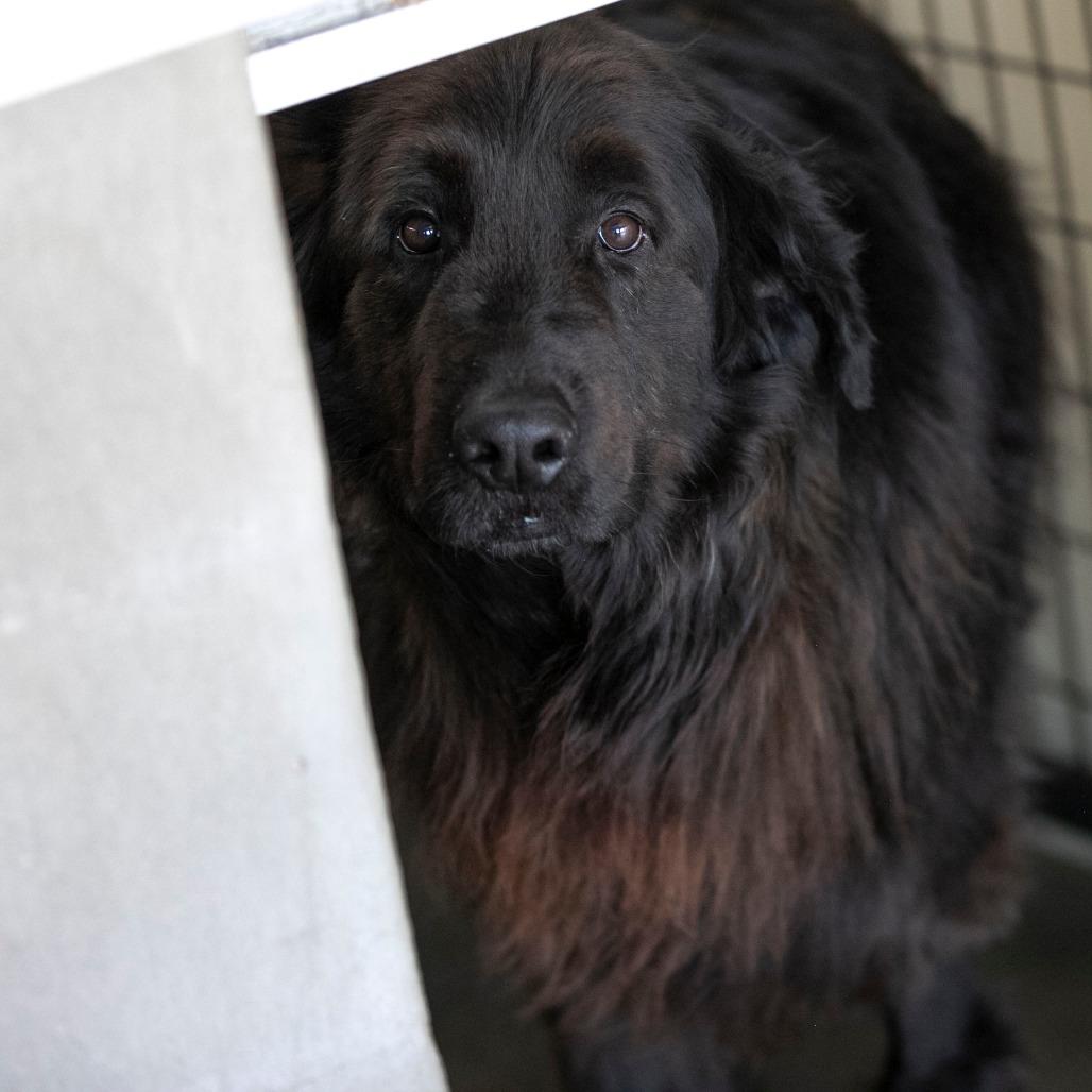 Enlarge Apollo (AP26-126), a Adoptable mixed breed in Peyton, CO image 4/6