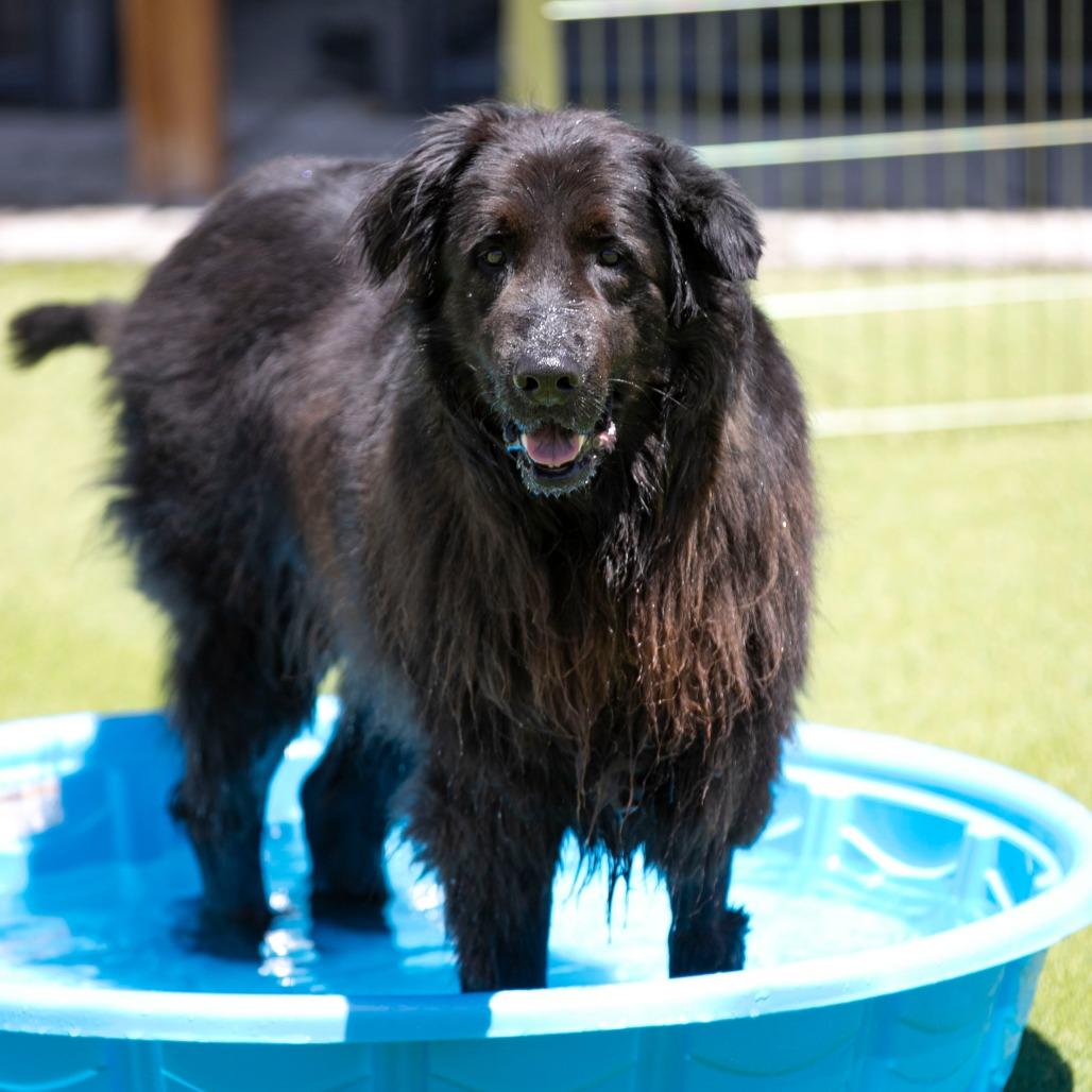 Enlarge Apollo (AP26-126), a Adoptable mixed breed in Peyton, CO image 5/6