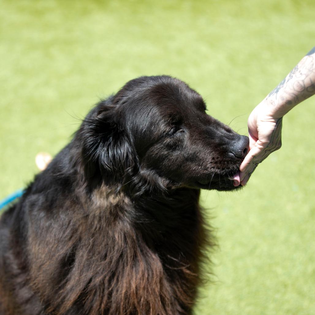 Enlarge Apollo (AP26-126), a Adoptable mixed breed in Peyton, CO image 4/6
