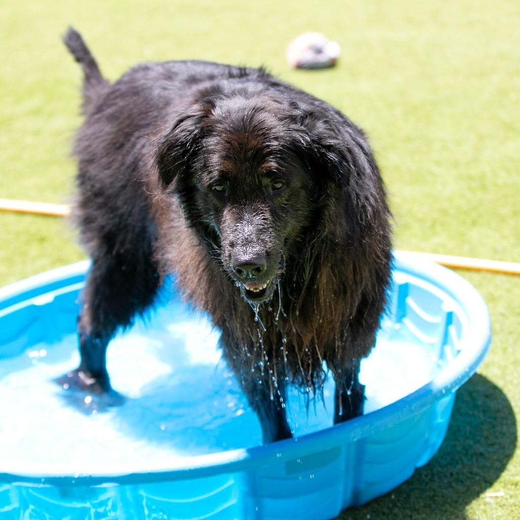 Enlarge Apollo (AP26-126), a Adoptable mixed breed in Peyton, CO image 5/6