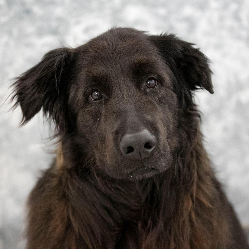 Enlarge Apollo (AP26-126), a Adoptable mixed breed in Peyton, CO image 6/6