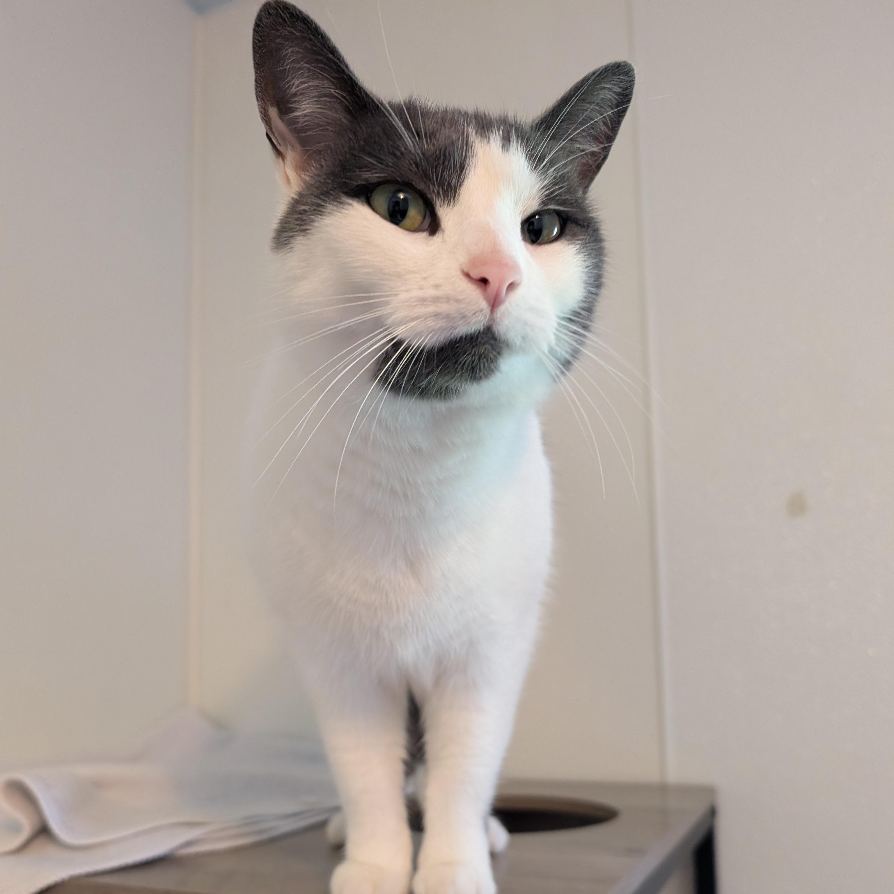 Violet, an adoptable Domestic Short Hair in Manistique, MI, 49854 | Photo Image 2