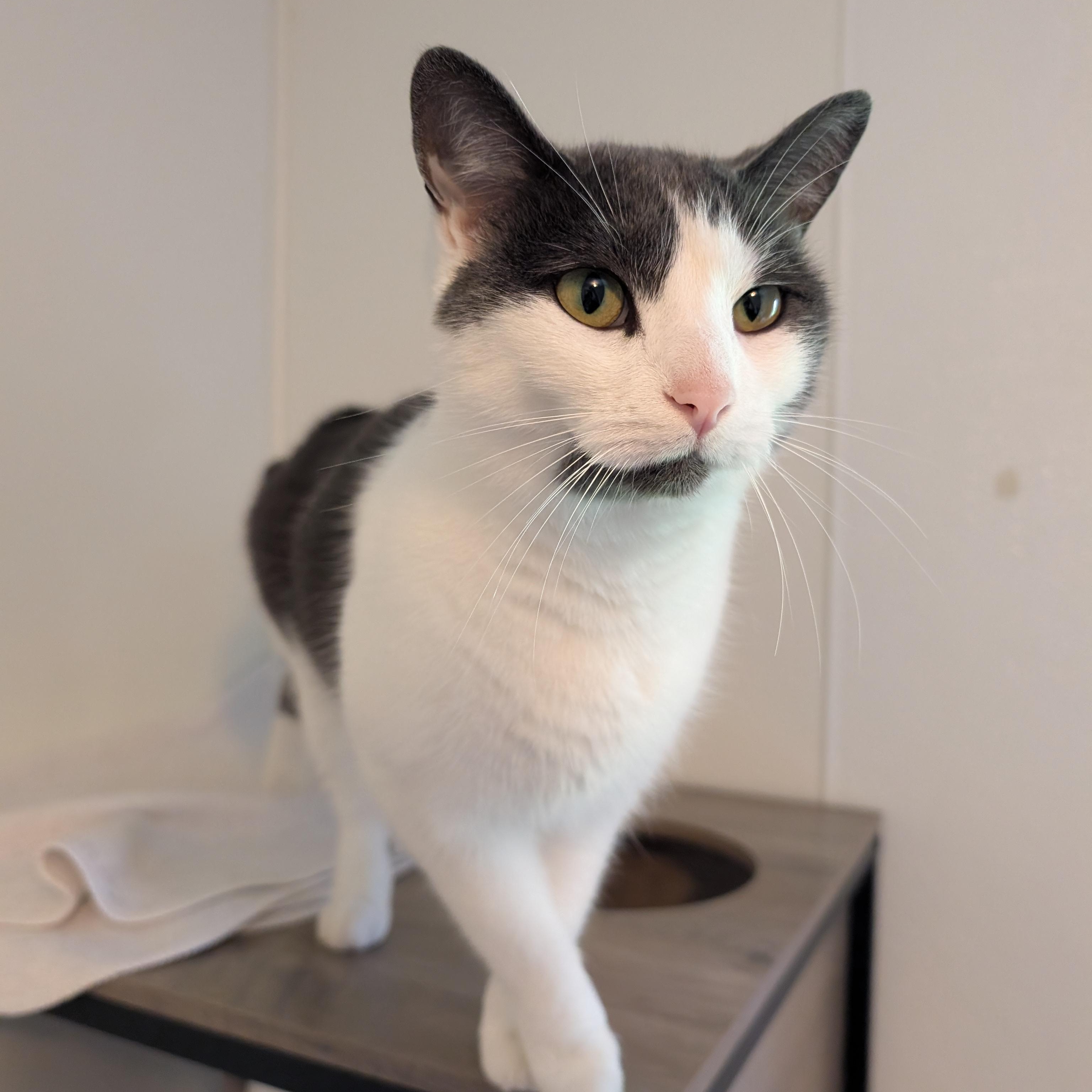 Violet, an adoptable Domestic Short Hair in Manistique, MI, 49854 | Photo Image 1