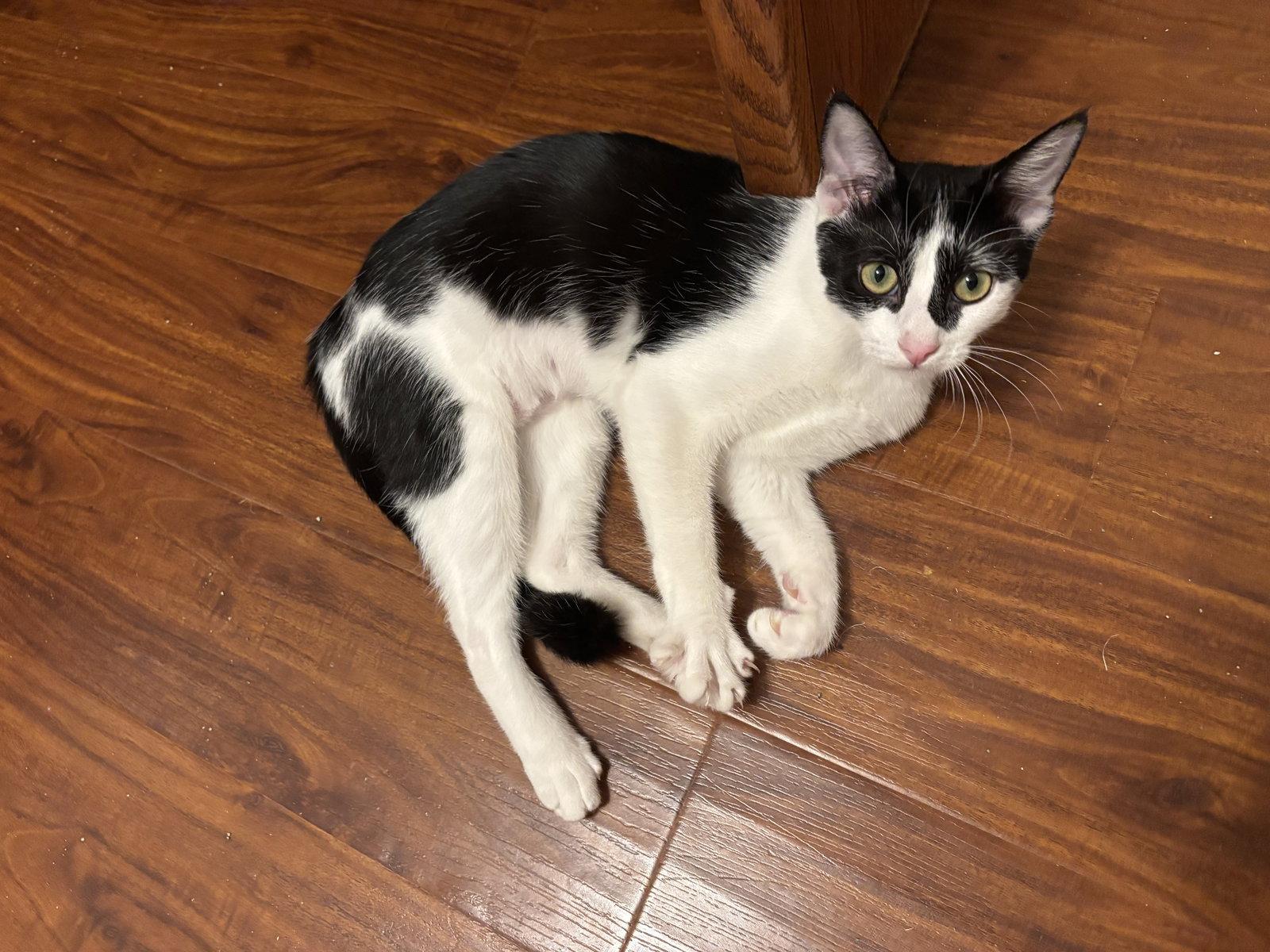 Valeria, Adoptable, Young Female Tuxedo & Domestic Short Hair.