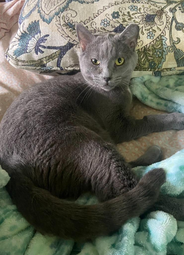 Giggy, Adoptable, Young Female Domestic Short Hair.