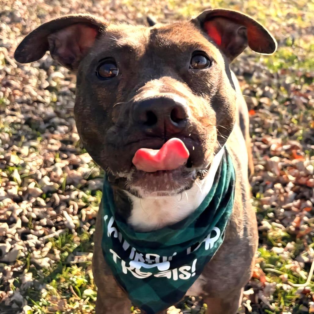 Enlarge Cheryl, a Adoptable Mixed Breed in Johnson City, TN image 2/4