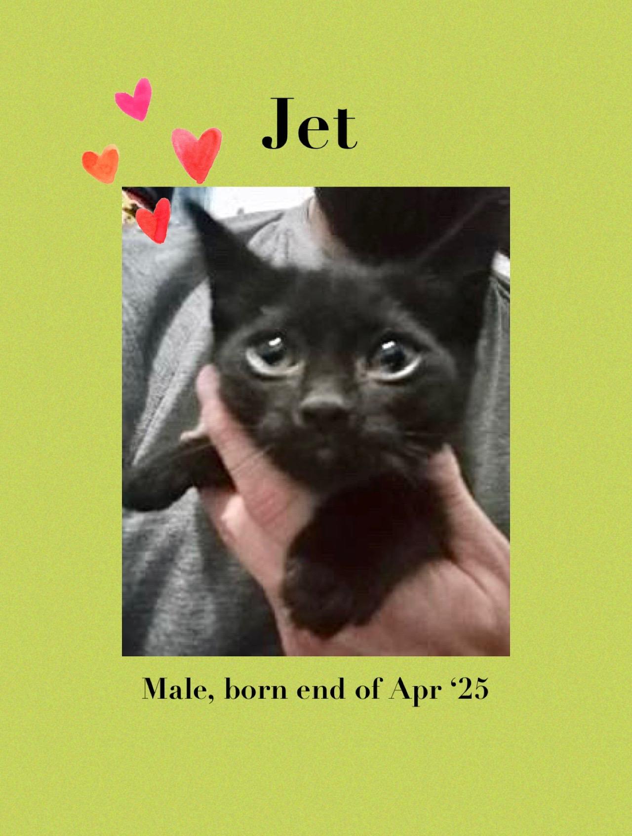 Jet male born end of April 2025 Jet is sleek playful and full of kitten con