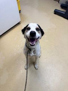 Enlarge Sweet Pea, a Adoptable mixed breed in Violet, LA image 1/1