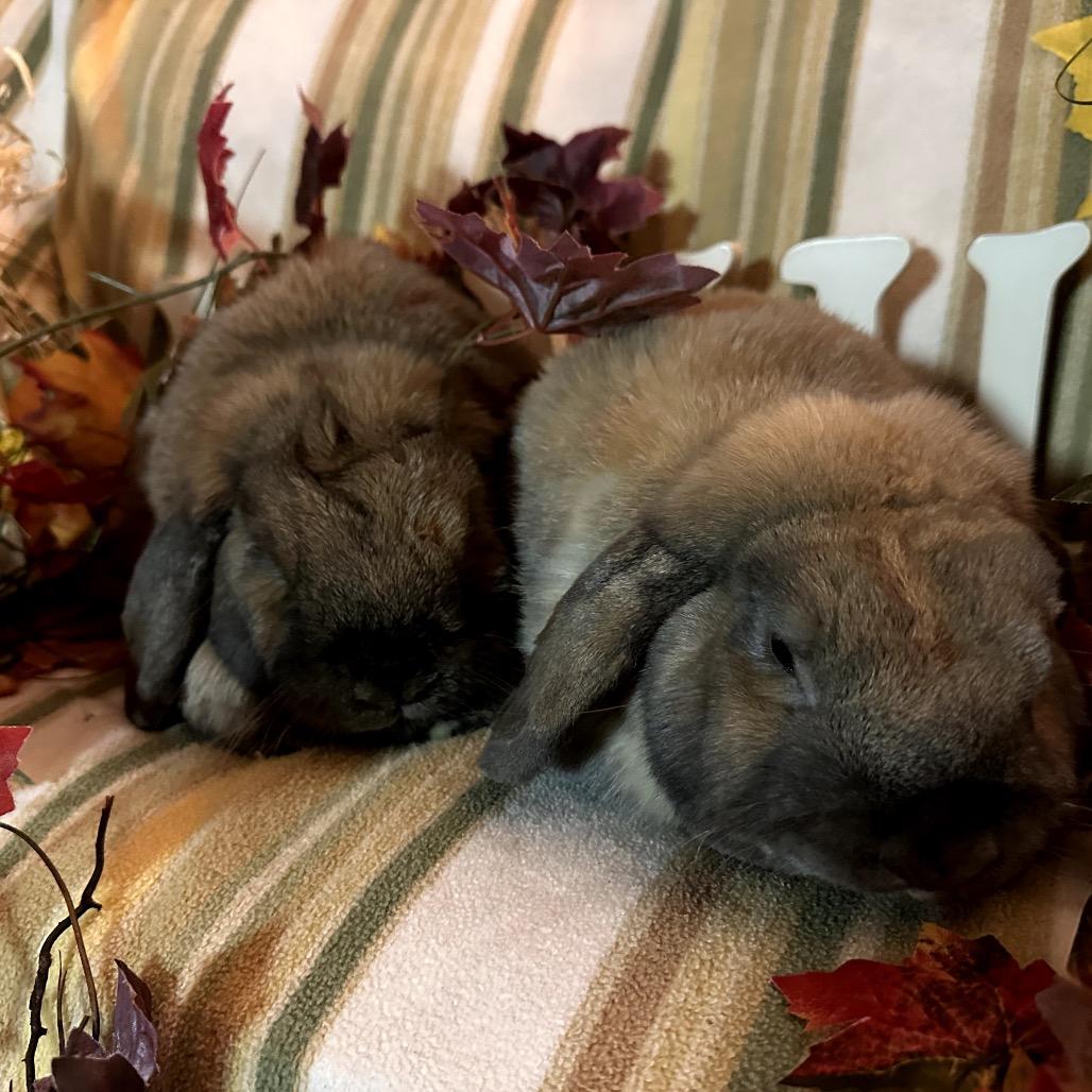 Mocca, Adoptable, Senior Male Mini Lop.
