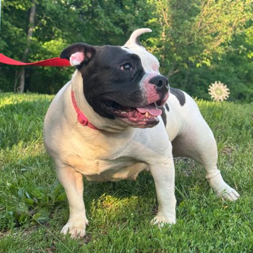 Ayla (Surrender), a Adoptable mixed breed in Hamden, CT image 1/3