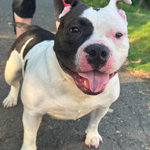 Ayla (Surrender), a Adoptable mixed breed in Hamden, CT image 2/3