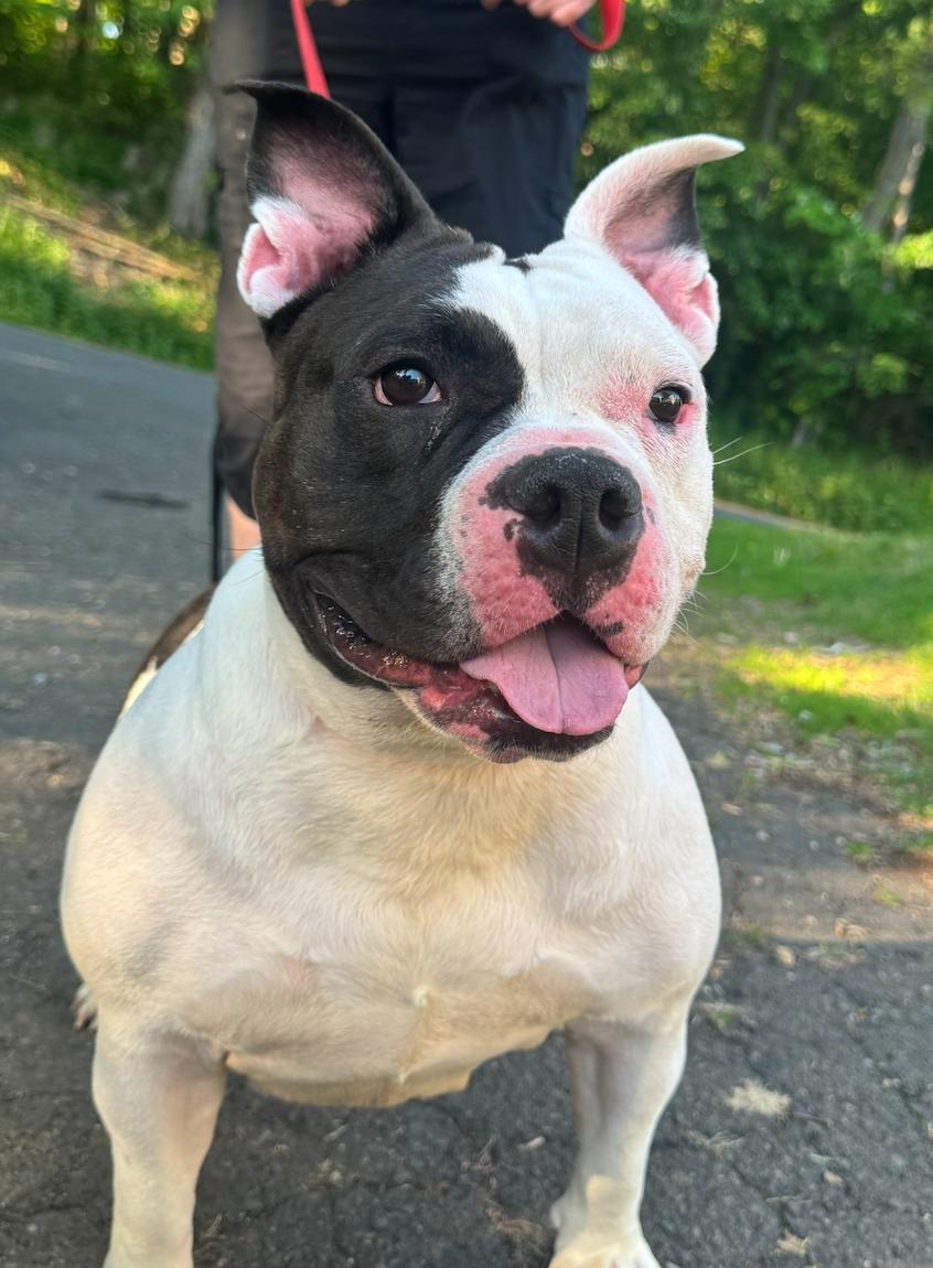 Ayla (Surrender), a Adoptable mixed breed in Hamden, CT image 3/3