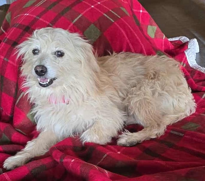 Enlarge Snowdrop, a Adoptable mixed breed in East Hartford, CT image 6/6