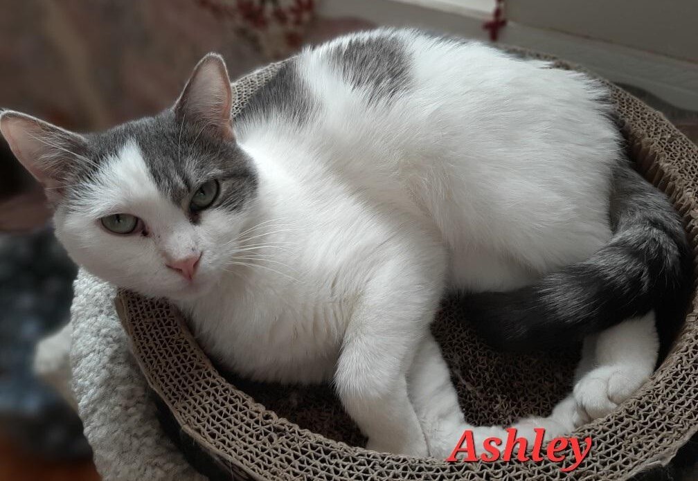 Ashley photo 2