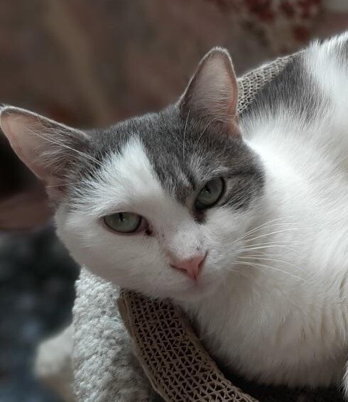 Enlarge Ashley, a Adoptable mixed breed in Las Cruces, NM image 1/4