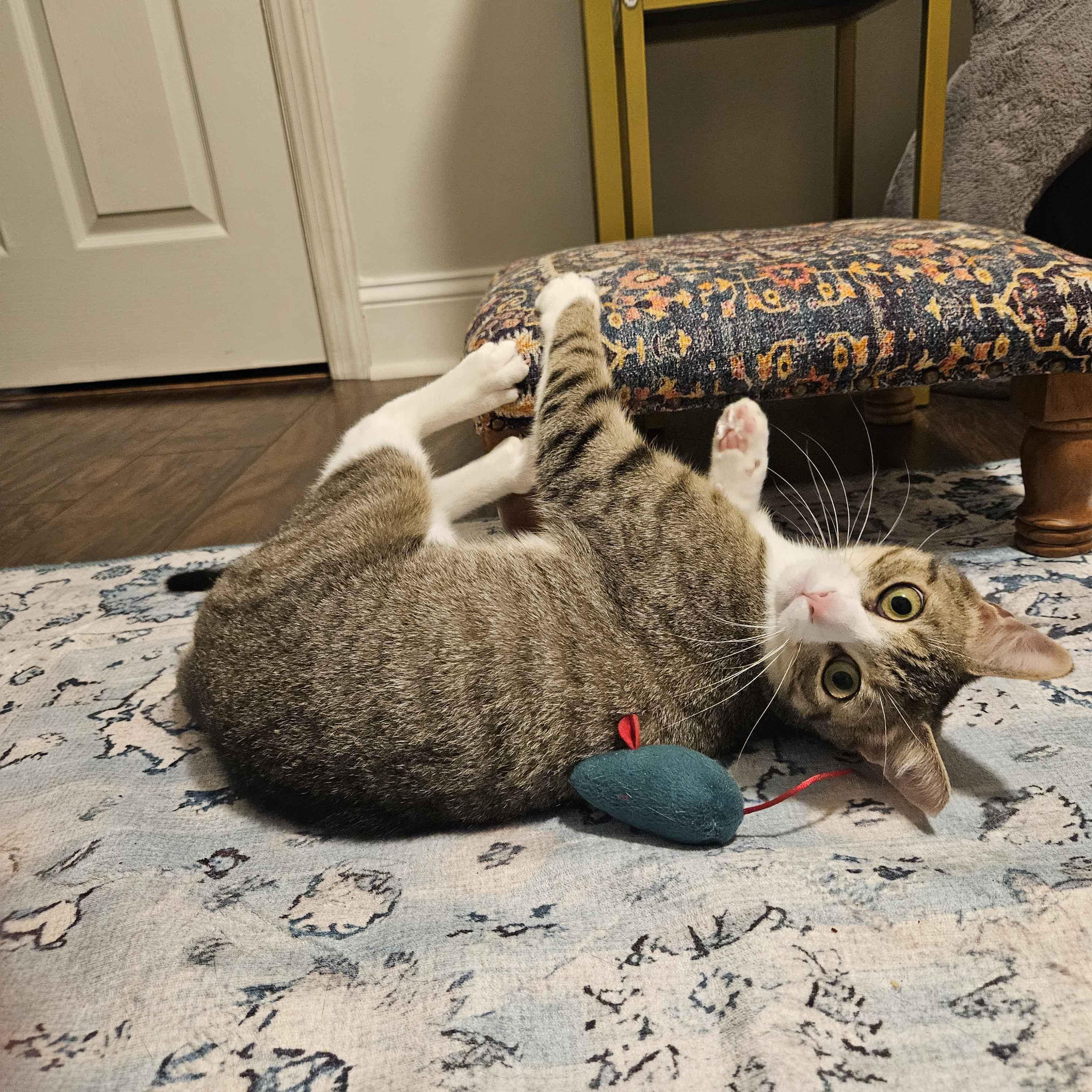 Kai, a Adoptable Domestic Short Hair in Weehawken, NJ image 6/6