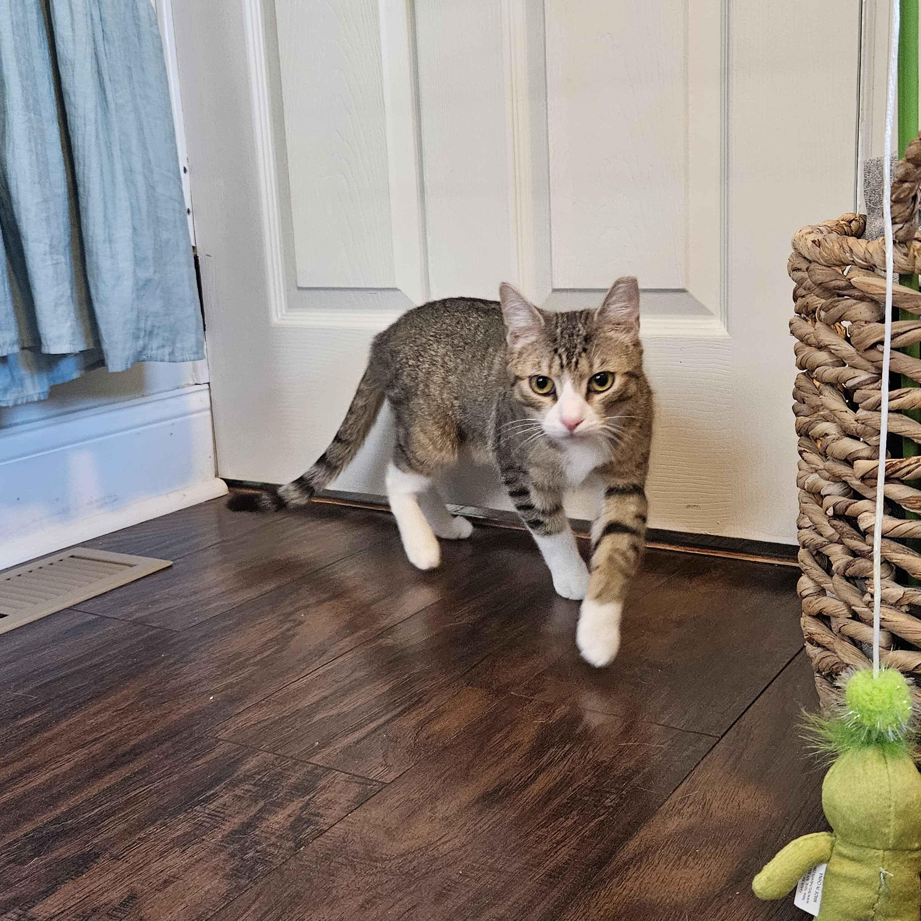 Kai, a Adoptable Domestic Short Hair in Weehawken, NJ image 5/6