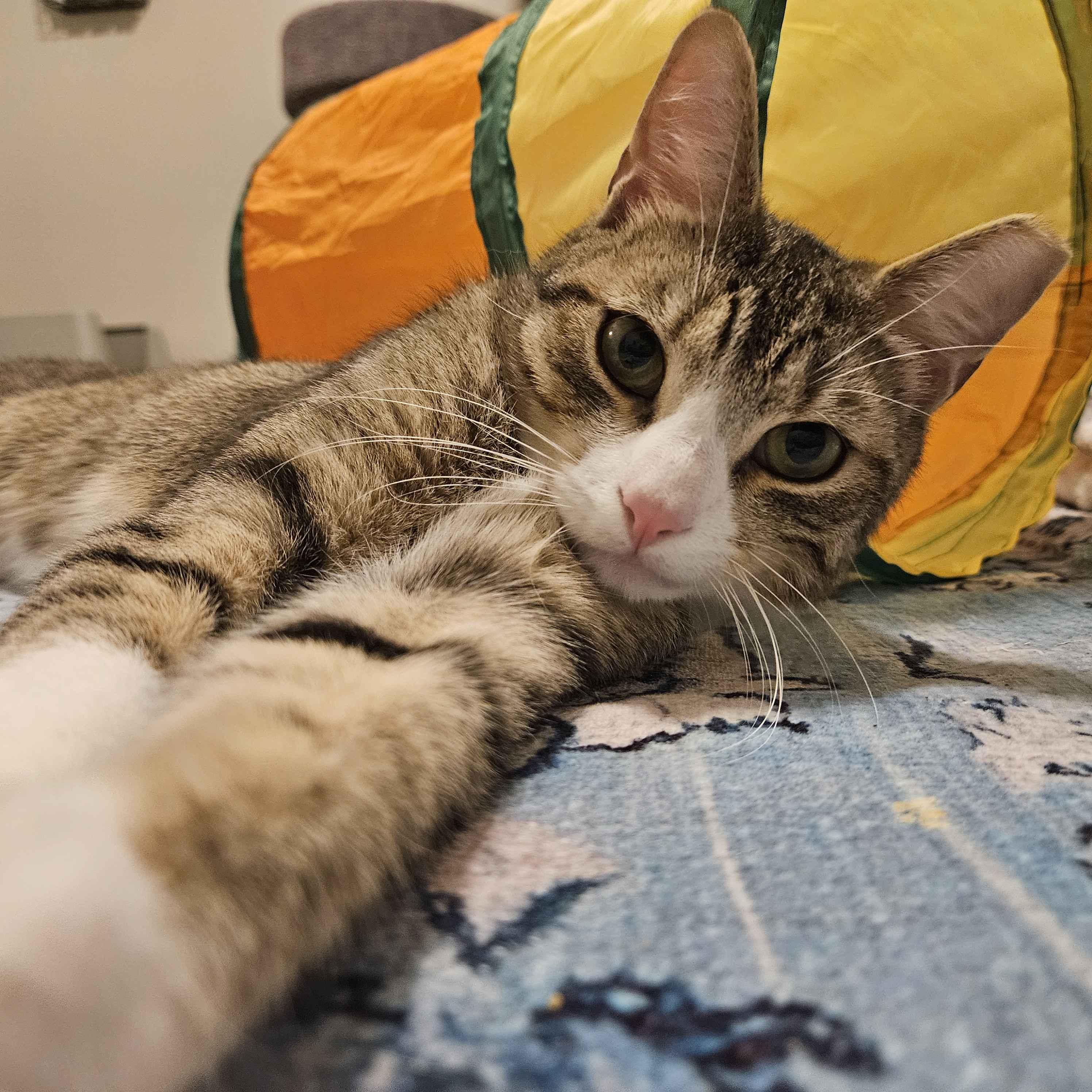 Kai, a Adoptable Domestic Short Hair in Weehawken, NJ image 1/6