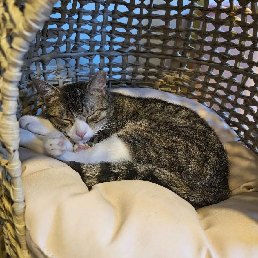 Kai, a Adoptable Domestic Short Hair in Weehawken, NJ image 4/6