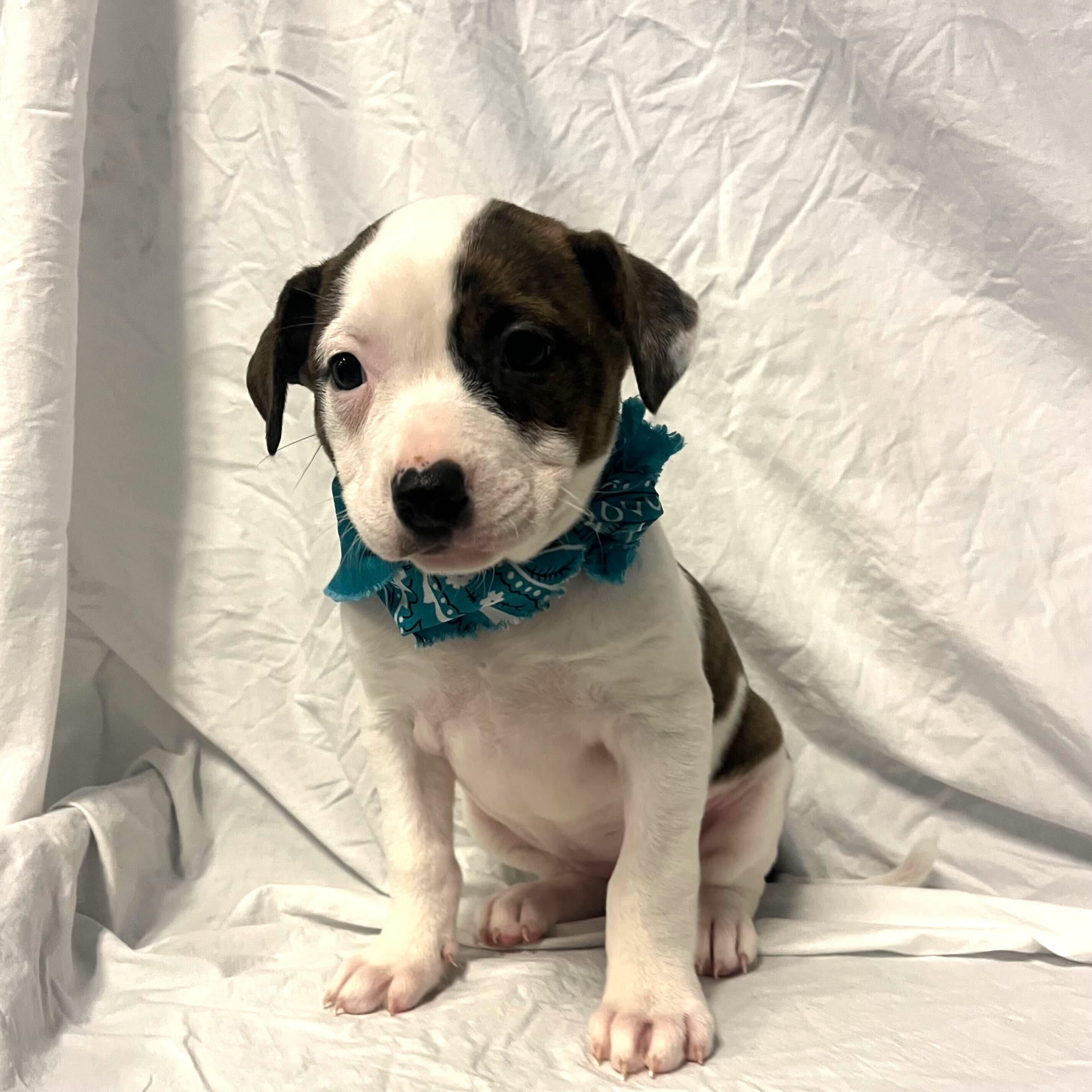 Whole, adoptable, Puppy Female Mixed Breed.