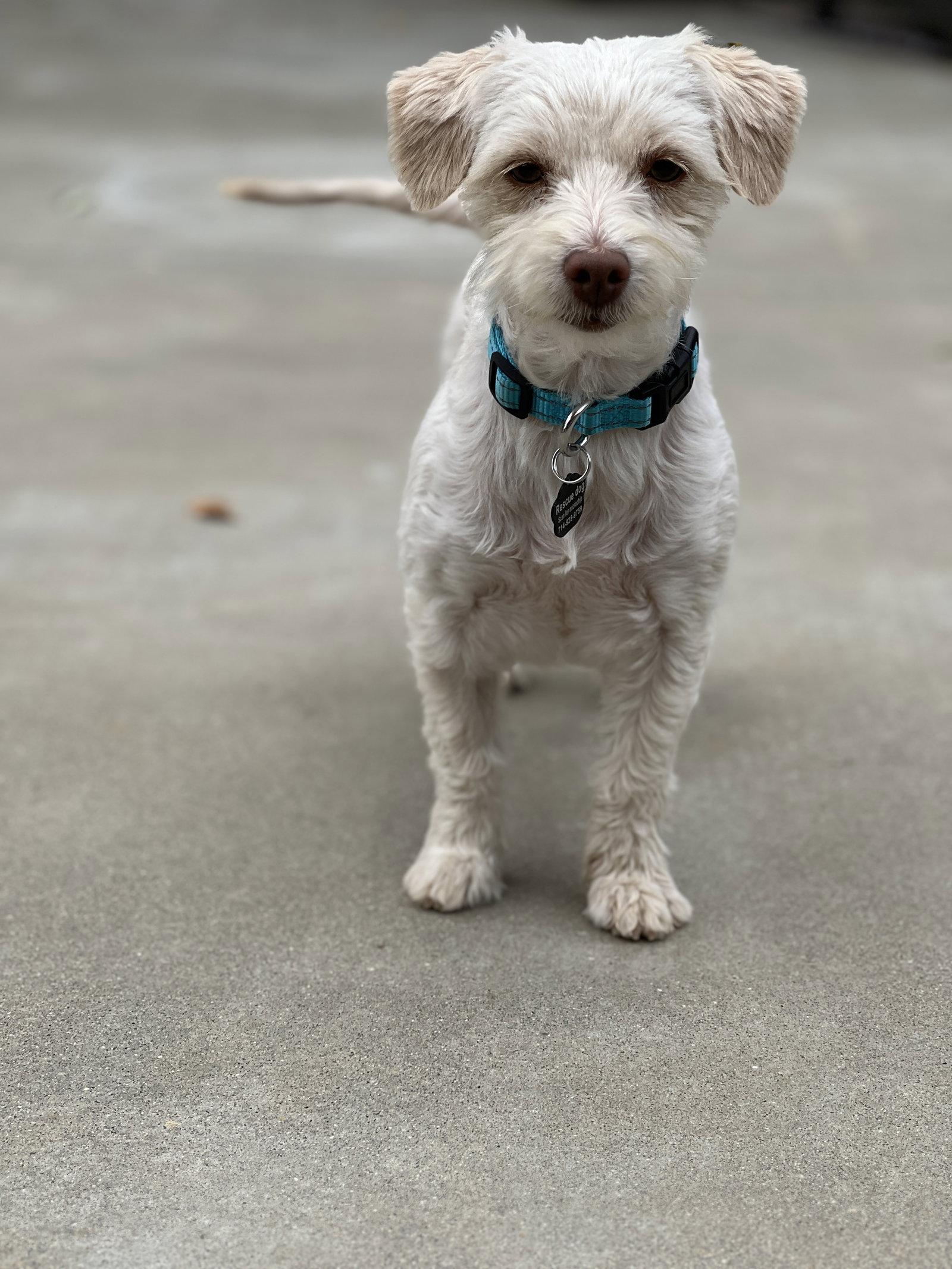 Lacey, Adopted, Young Female Maltese & Dachshund.
