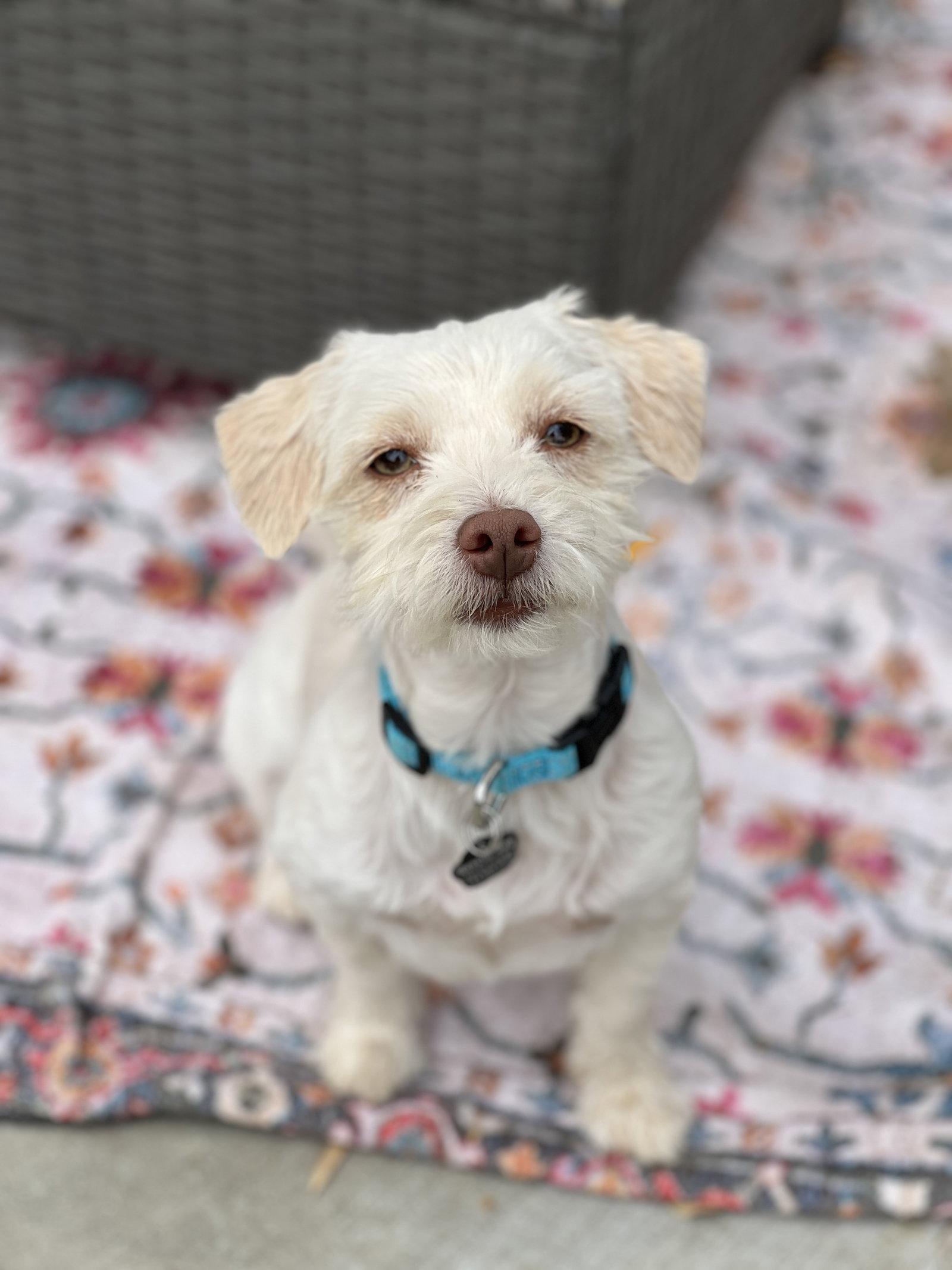 Lacey, a Adopted mixed breed in Orange, CA image 2/3
