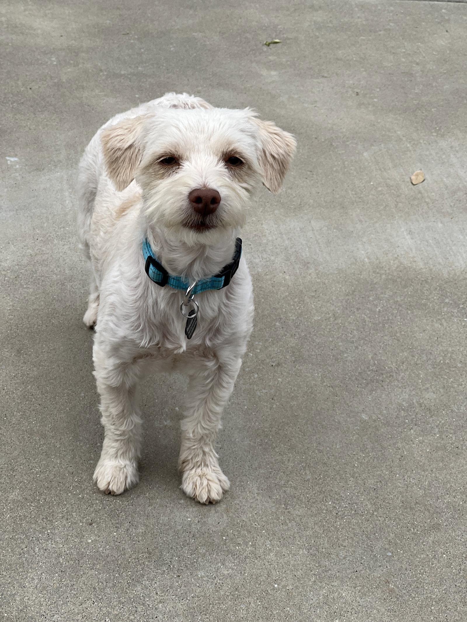Lacey, a Adopted mixed breed in Orange, CA image 3/3