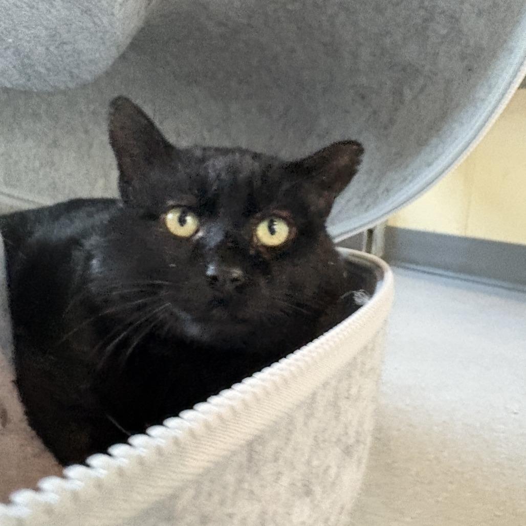 Enlarge Merlin, a Adoptable Domestic Short Hair in Lakewood, CO image 1/5
