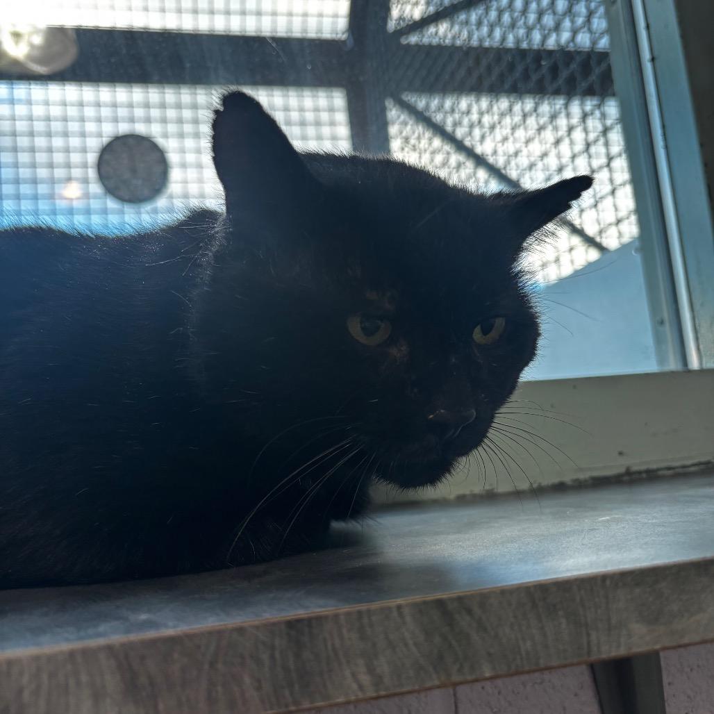 Enlarge Merlin, a Adoptable Domestic Short Hair in Lakewood, CO image 1/2