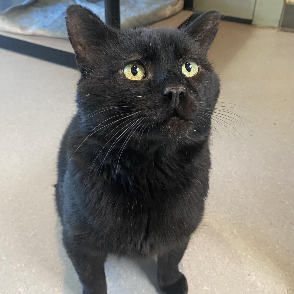 Enlarge Merlin, a Adoptable Domestic Short Hair in Lakewood, CO image 3/5