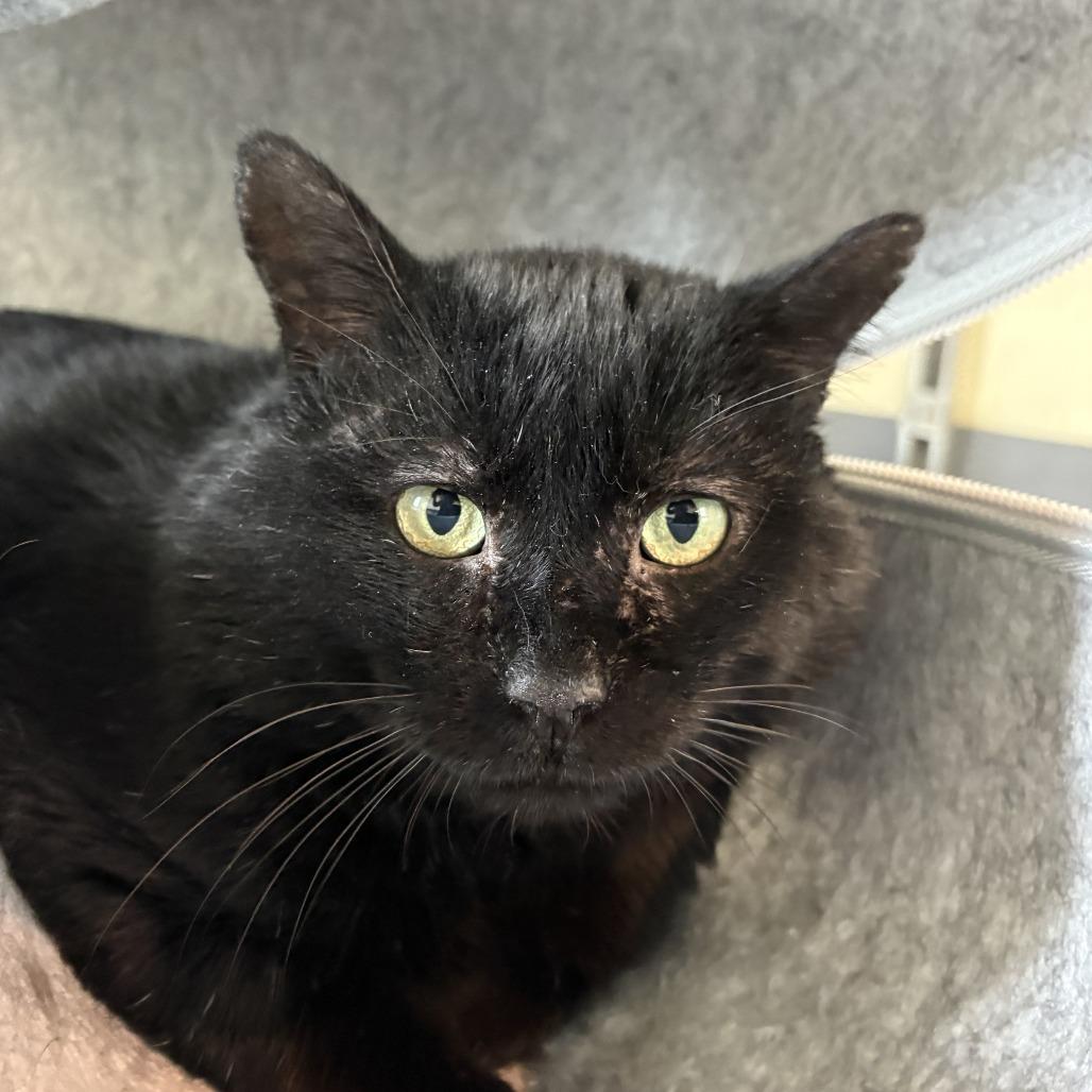 Enlarge Merlin, a Adoptable Domestic Short Hair in Lakewood, CO image 4/5