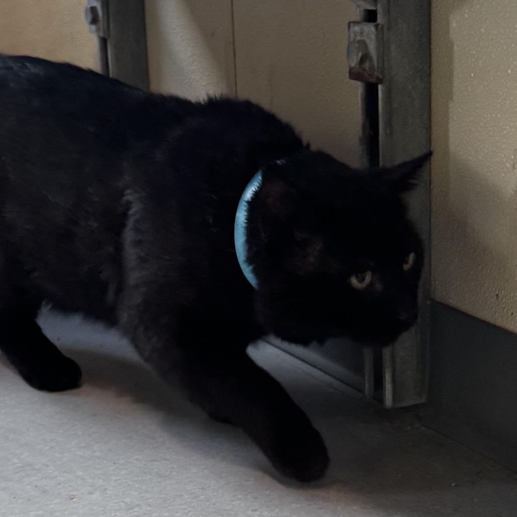 Enlarge Merlin, a Adoptable Domestic Short Hair in Lakewood, CO image 2/2