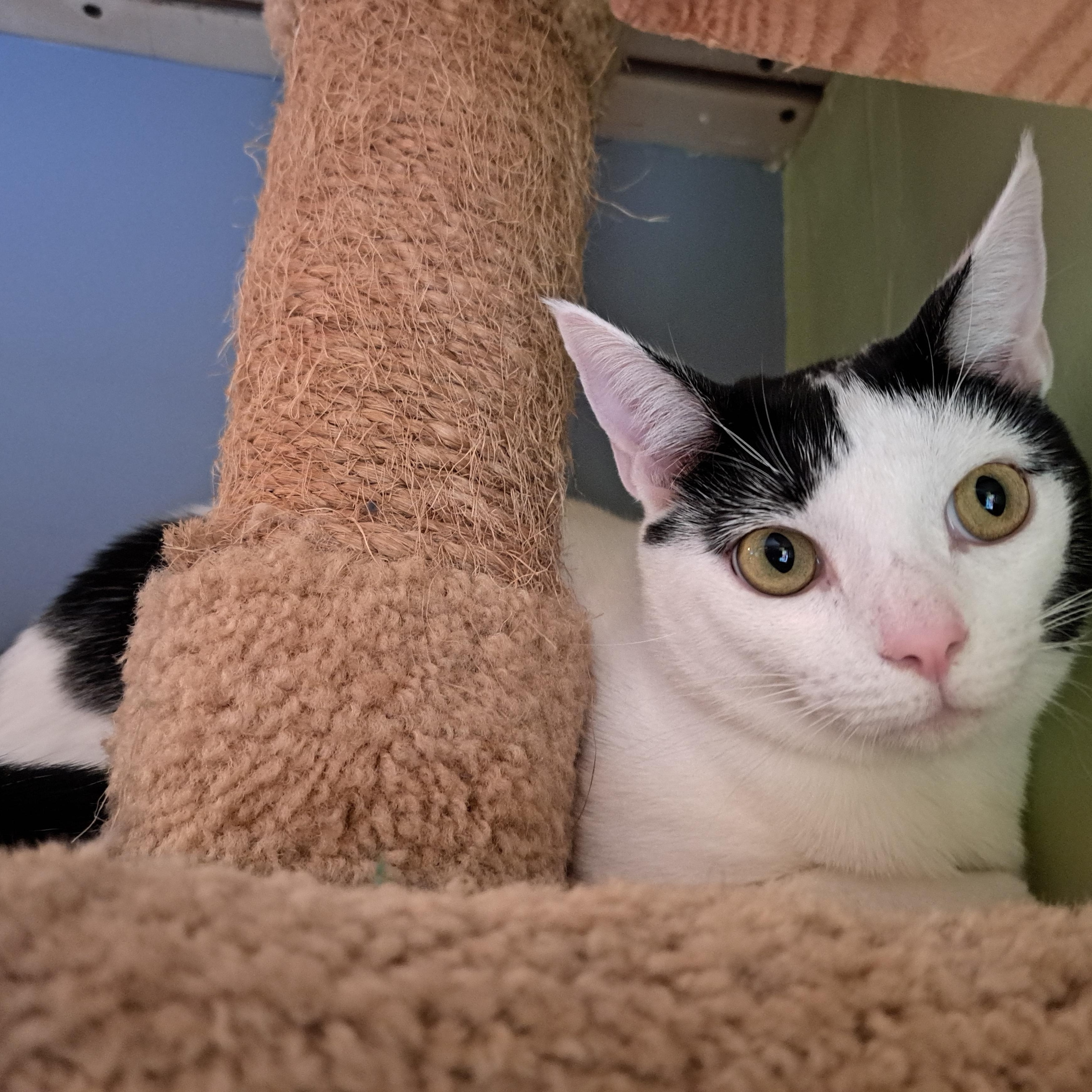 Enlarge BINDI LOU, a ADOPTABLE Domestic Short Hair in Wilmington, NC image 3/5