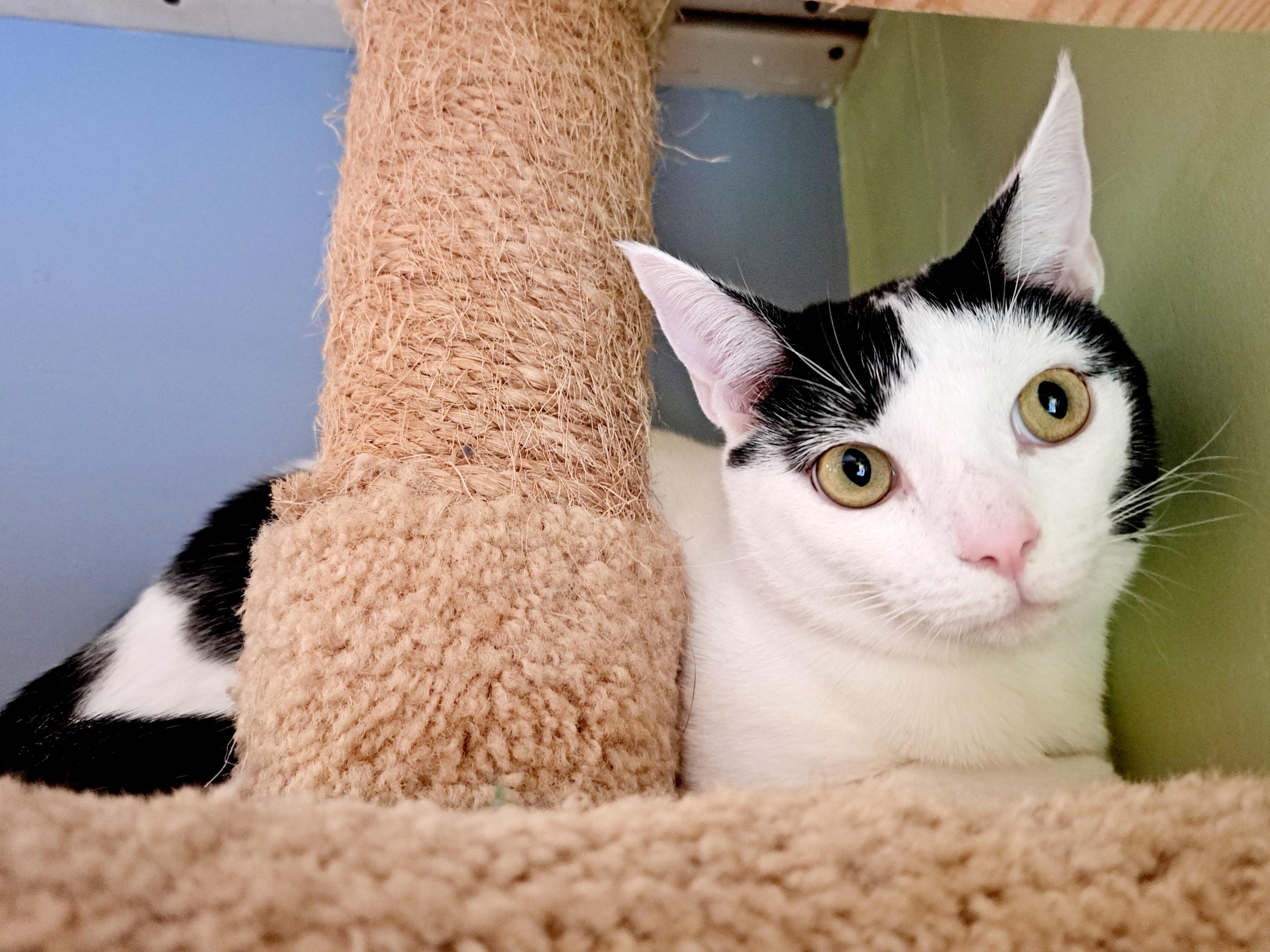 BINDI LOU, a ADOPTABLE Domestic Short Hair in Wilmington, NC image 2/6