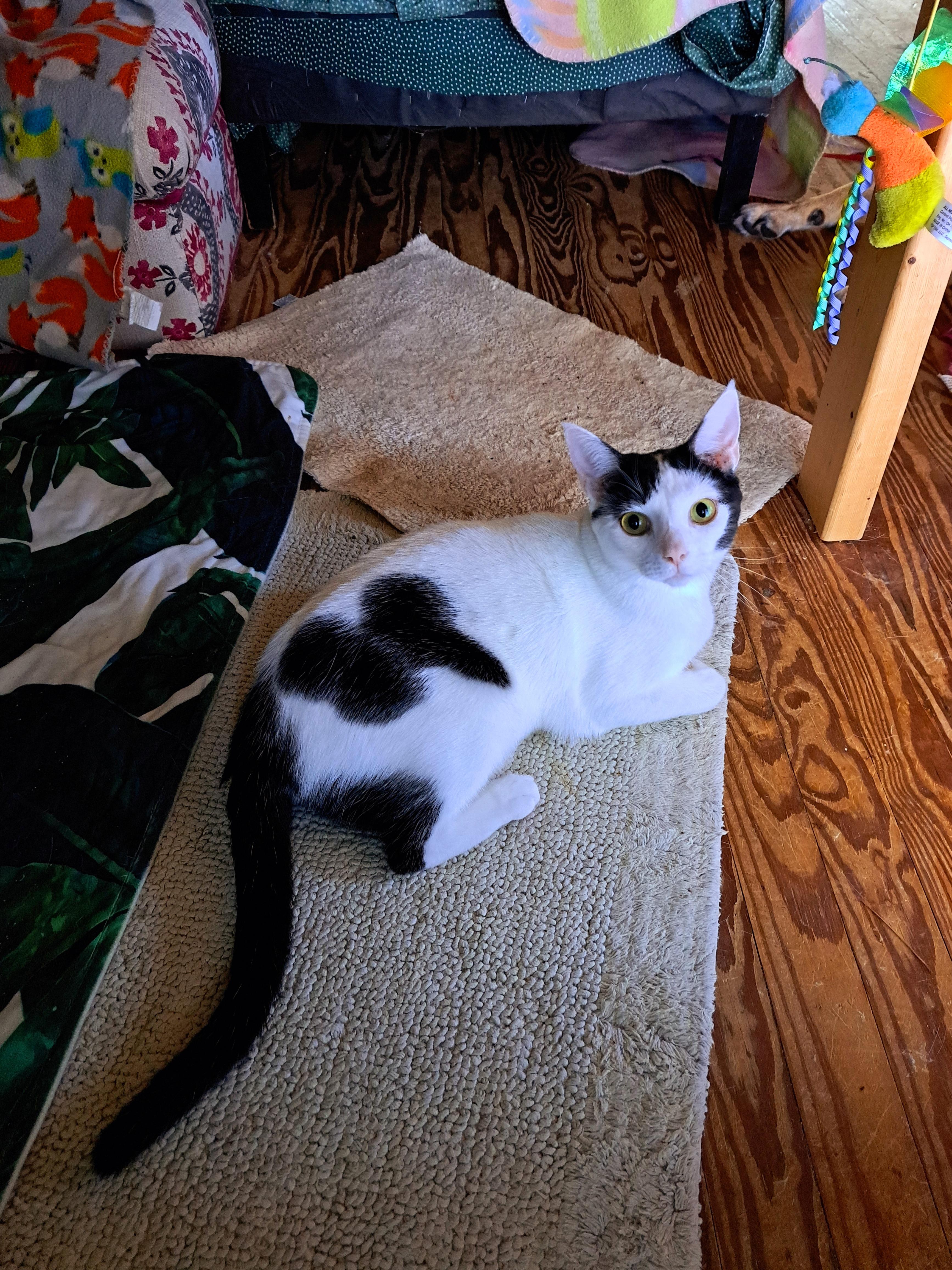 BINDI LOU, a ADOPTABLE Domestic Short Hair in Wilmington, NC image 6/6