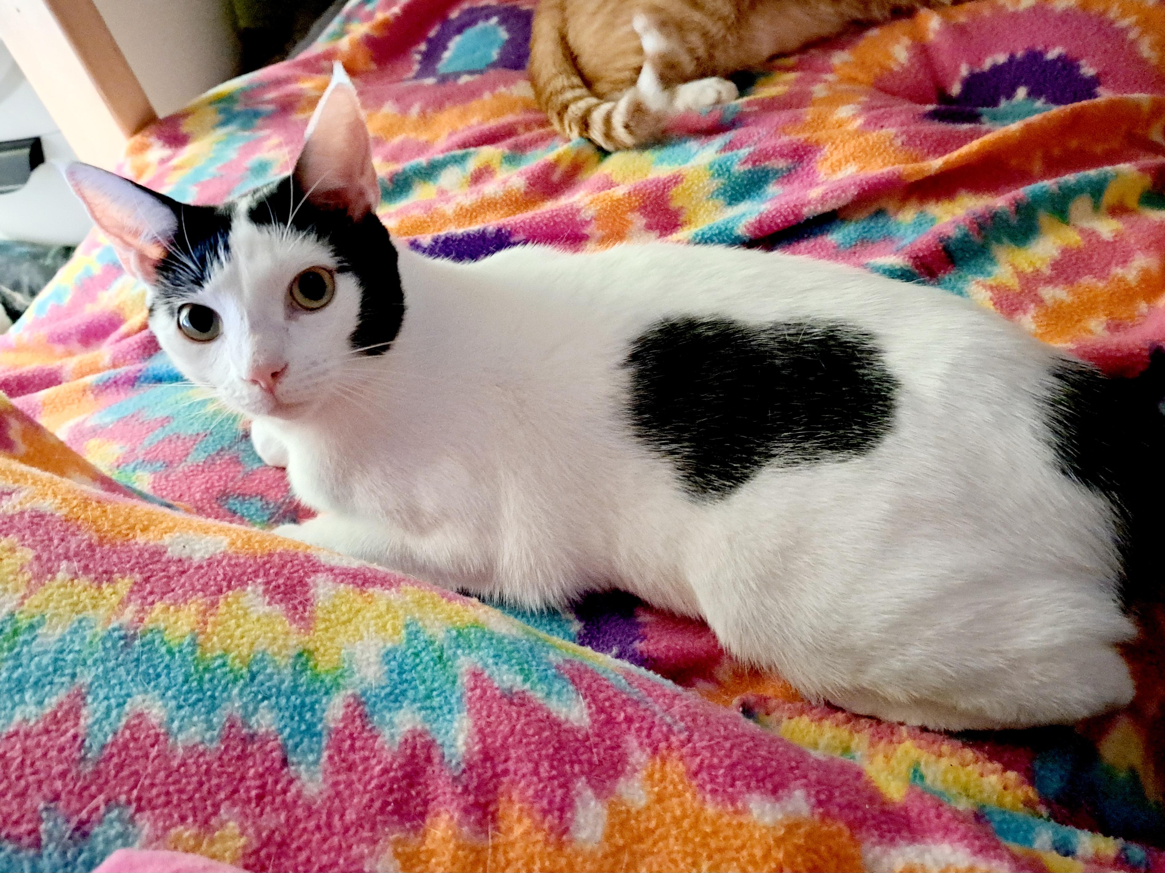 BINDI LOU, ADOPTABLE, Young Female Domestic Short Hair.