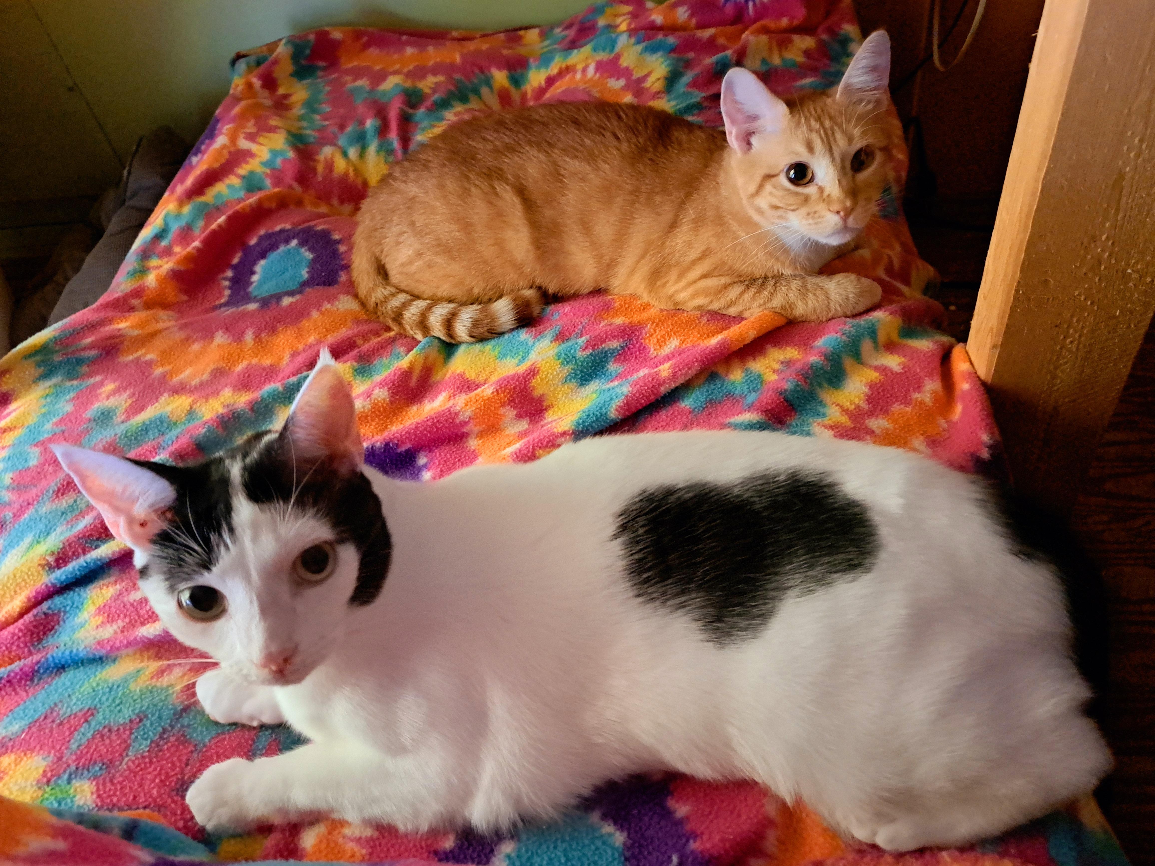 BINDI LOU, a ADOPTABLE Domestic Short Hair in Wilmington, NC image 4/6