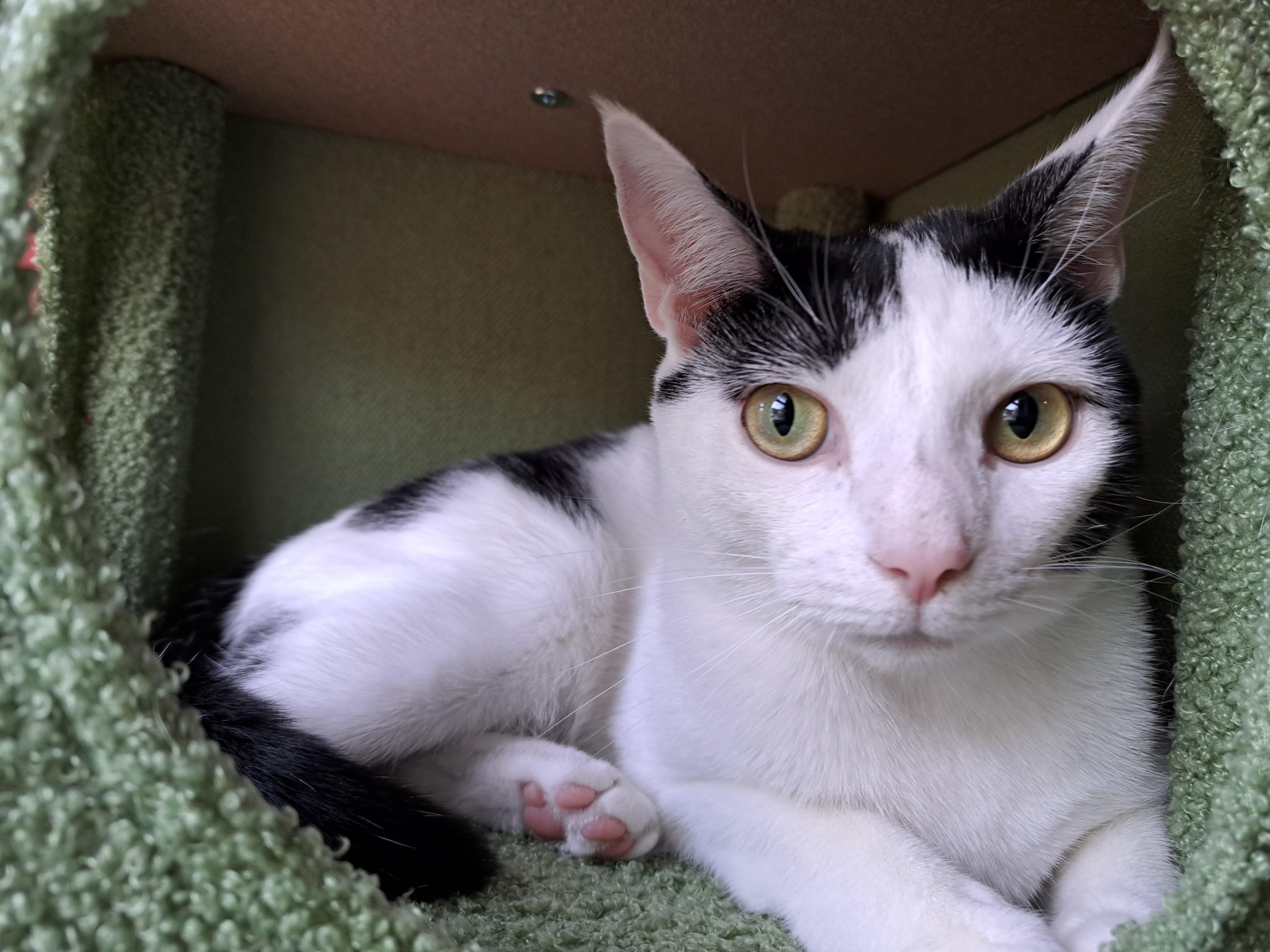BINDI LOU, a ADOPTABLE Domestic Short Hair in Wilmington, NC image 3/6
