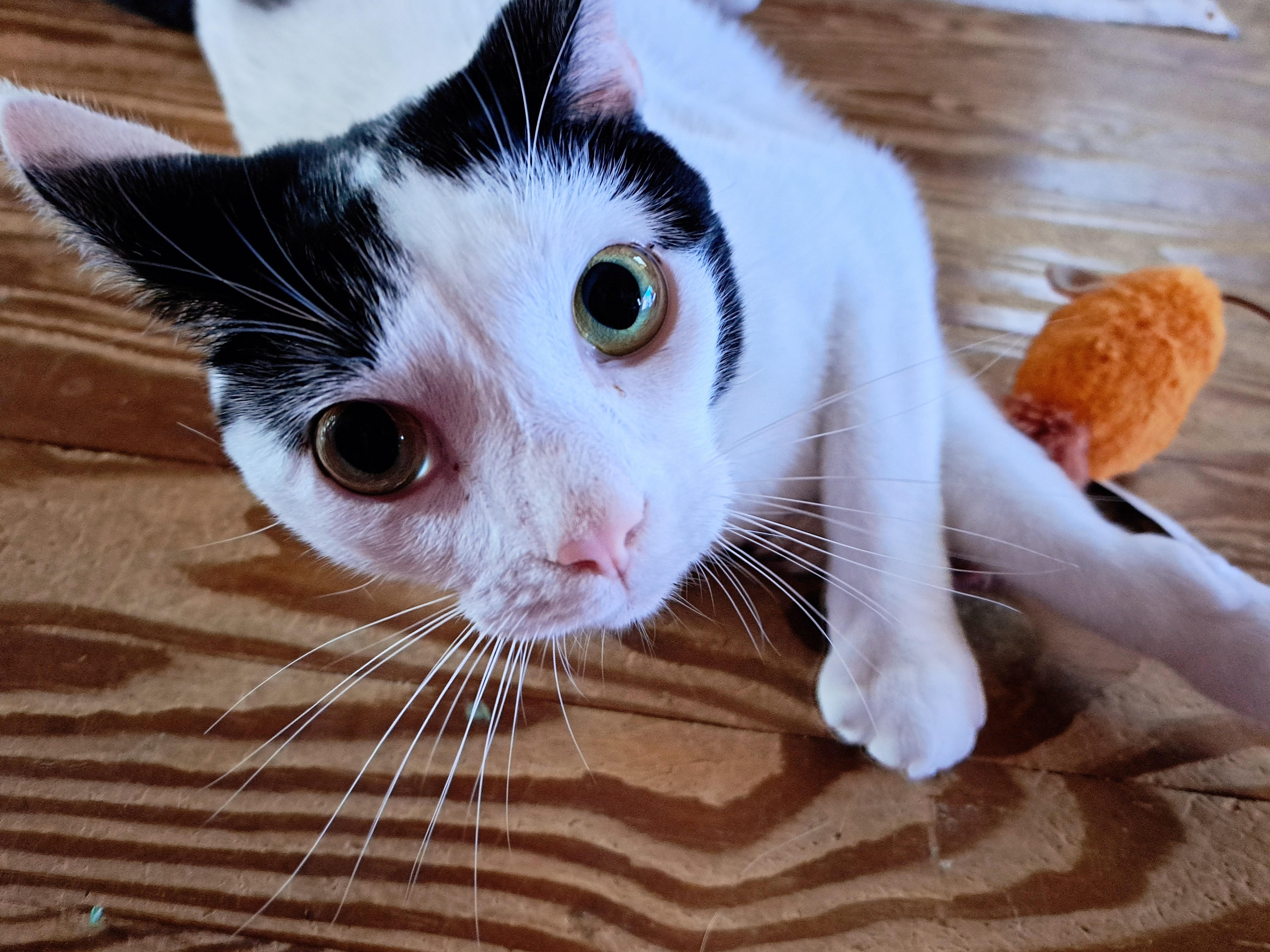 BINDI LOU, ADOPTABLE, Young Female Domestic Short Hair.