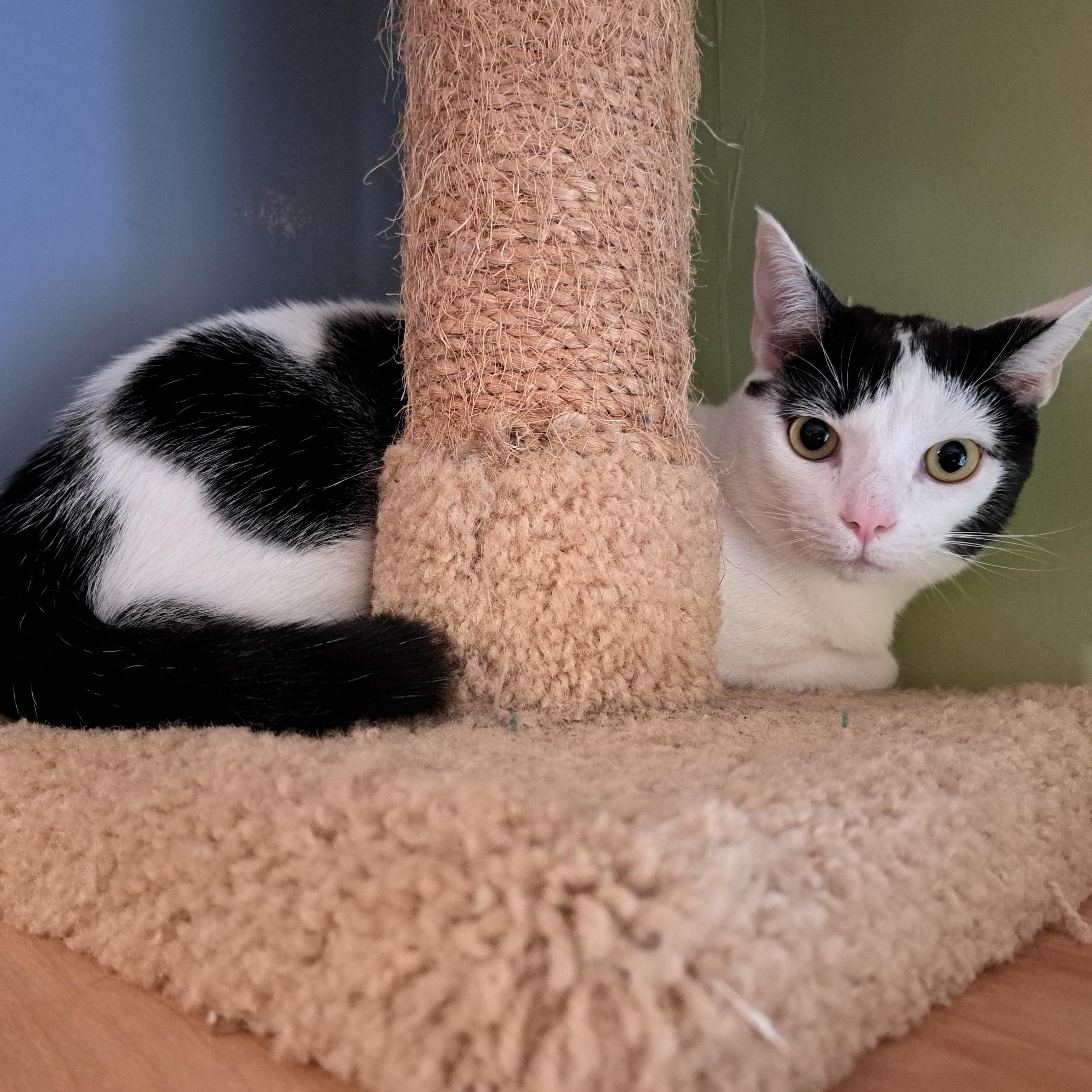 Enlarge BINDI LOU, a ADOPTABLE Domestic Short Hair in Wilmington, NC image 2/5