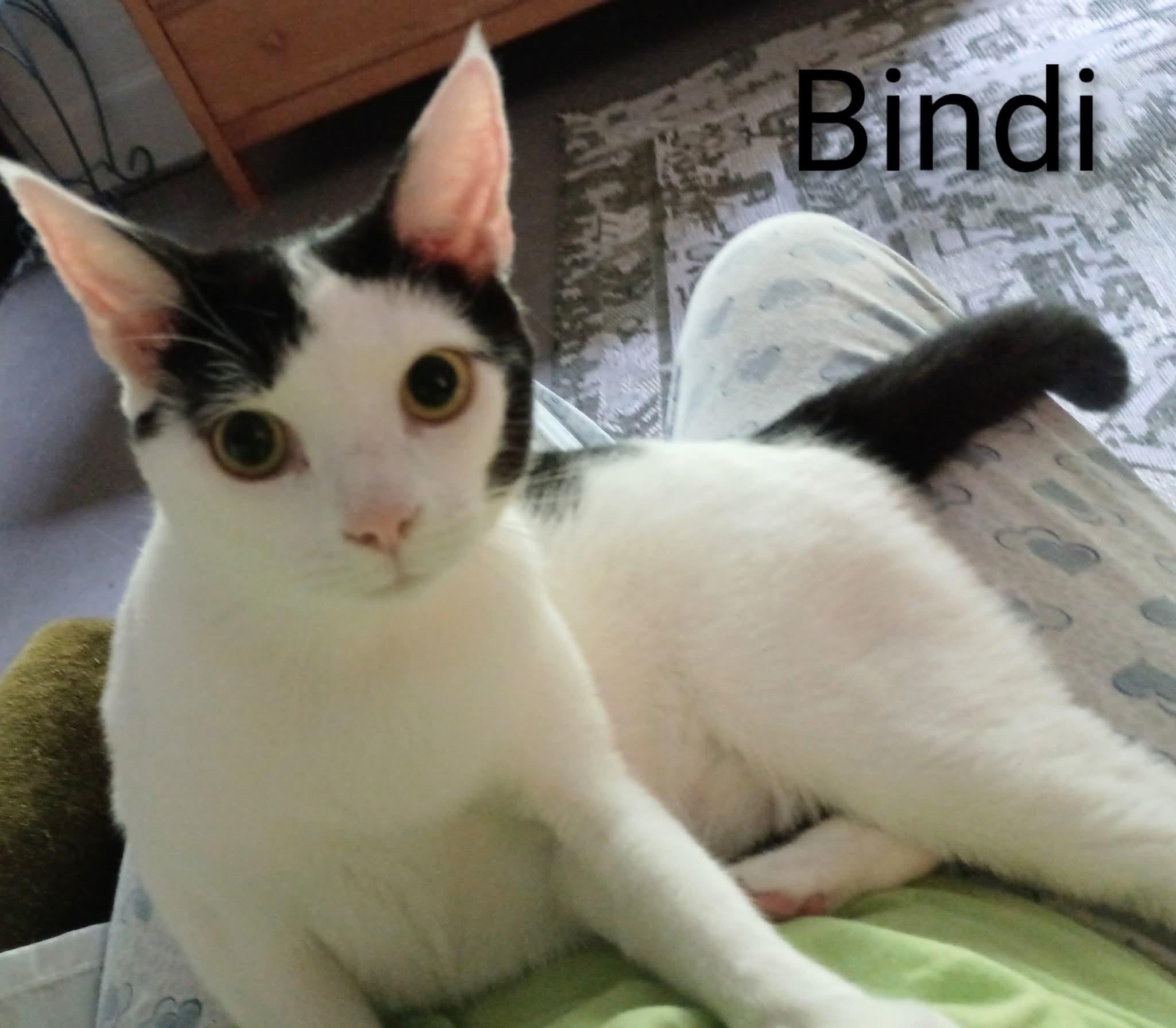 BINDI LOU, ADOPTABLE, Young Female Domestic Short Hair.